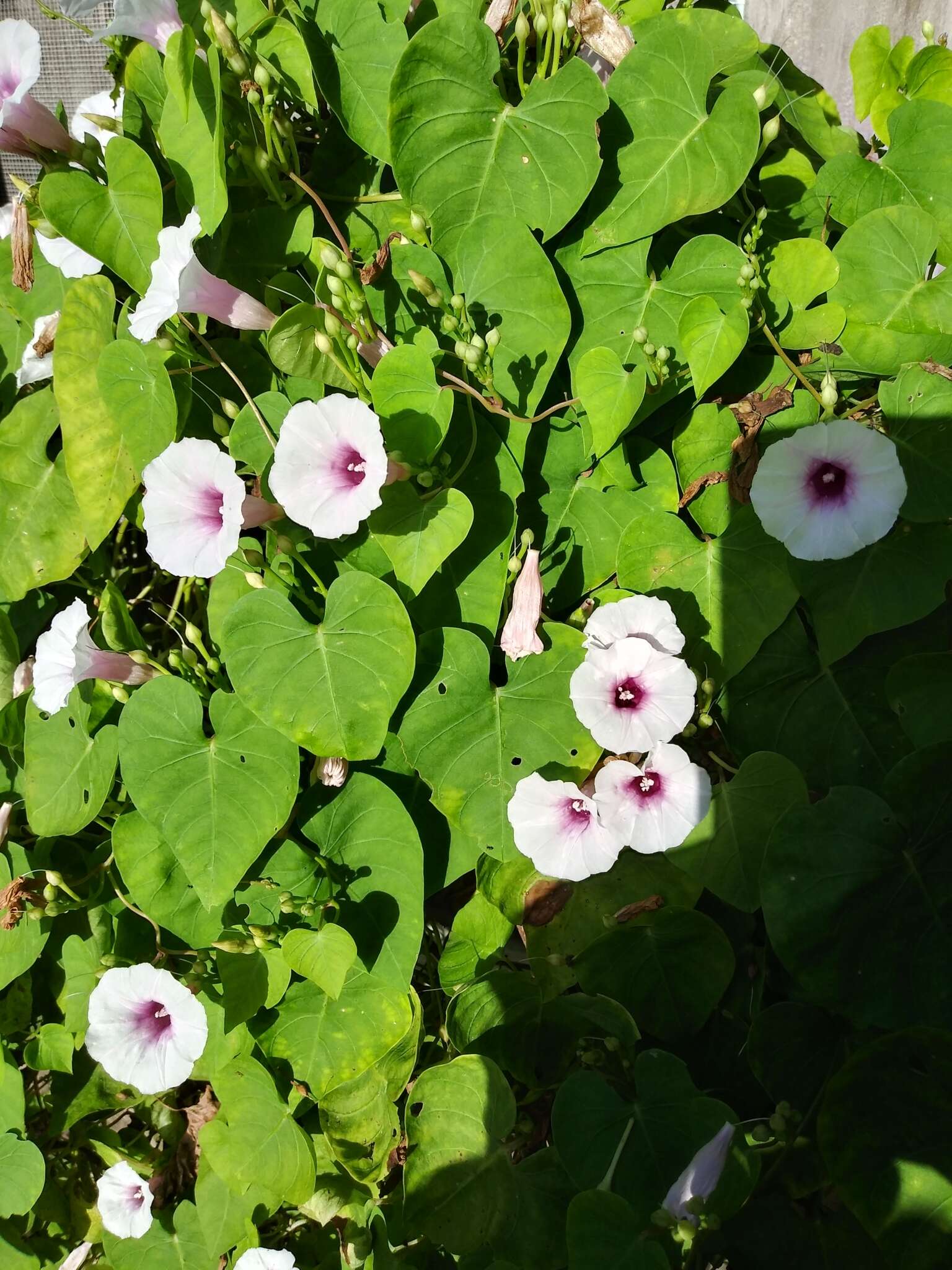 Image of Red-Center Morning-Glory