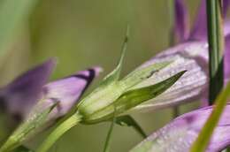 Image of Rough Gentian