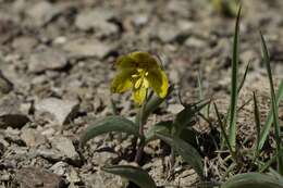 Image of Siskiyou fritillary