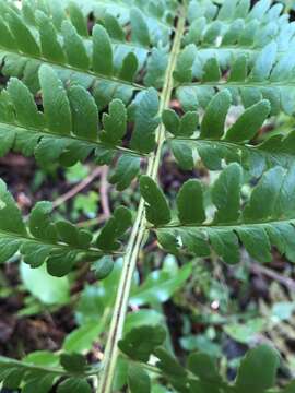 Image of southern woodfern