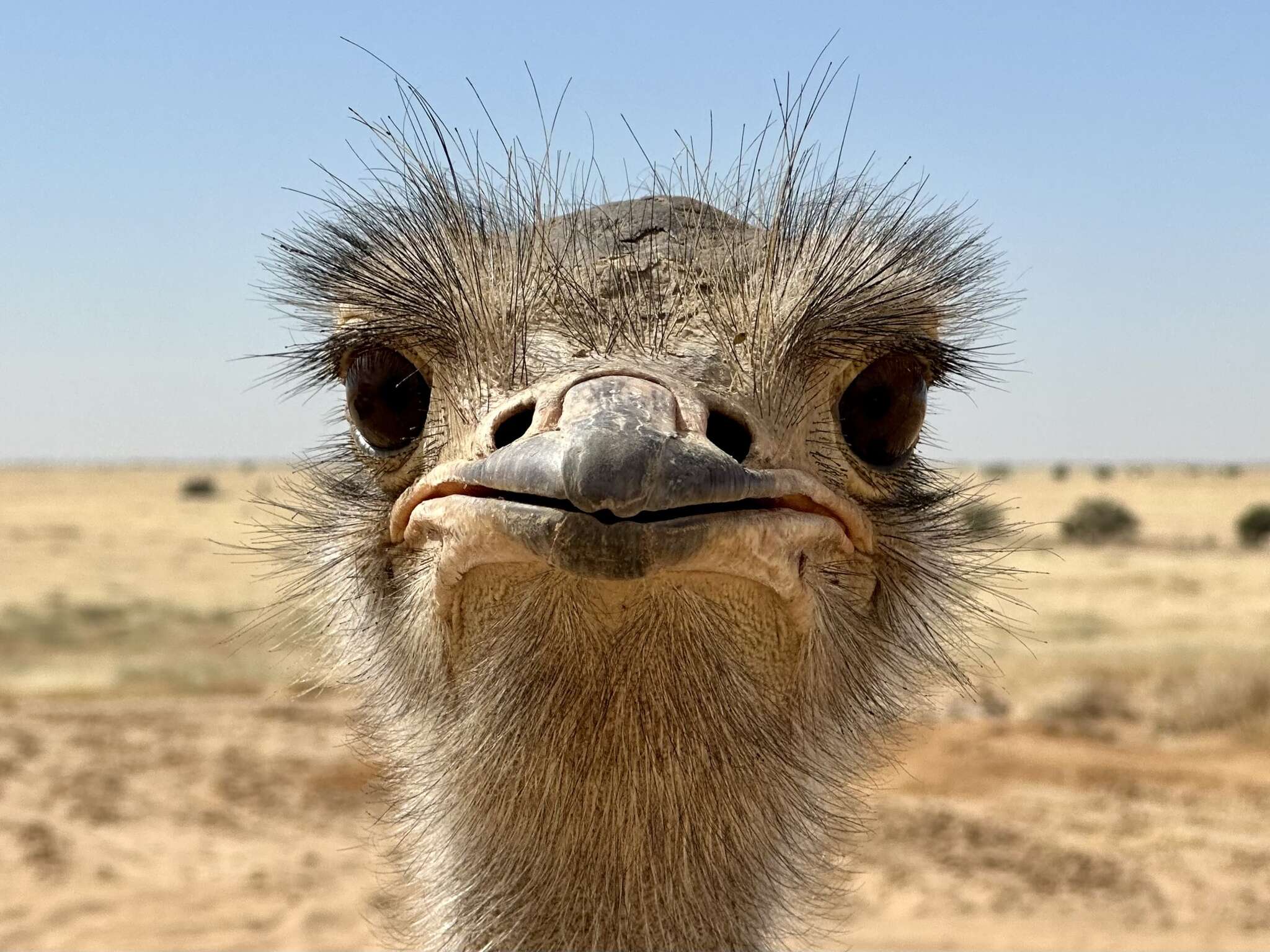 Image of North African ostrich