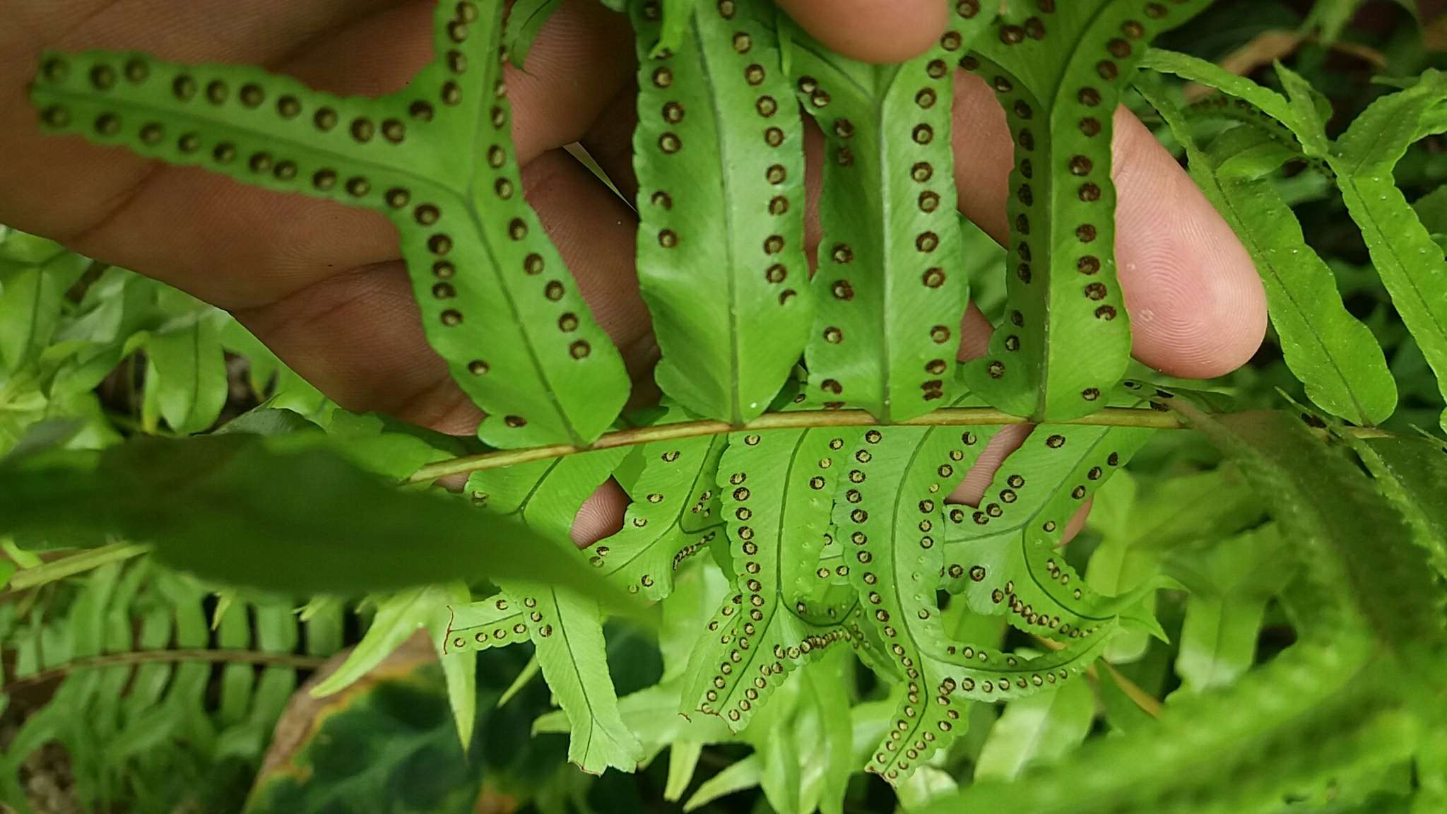 Image of Fish-Tail Sword Fern