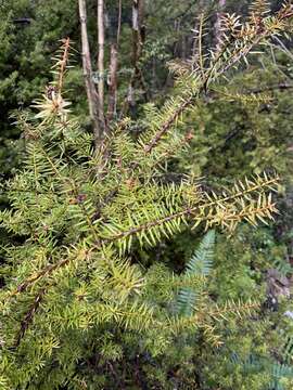 Podocarpus acutifolius Kirk resmi