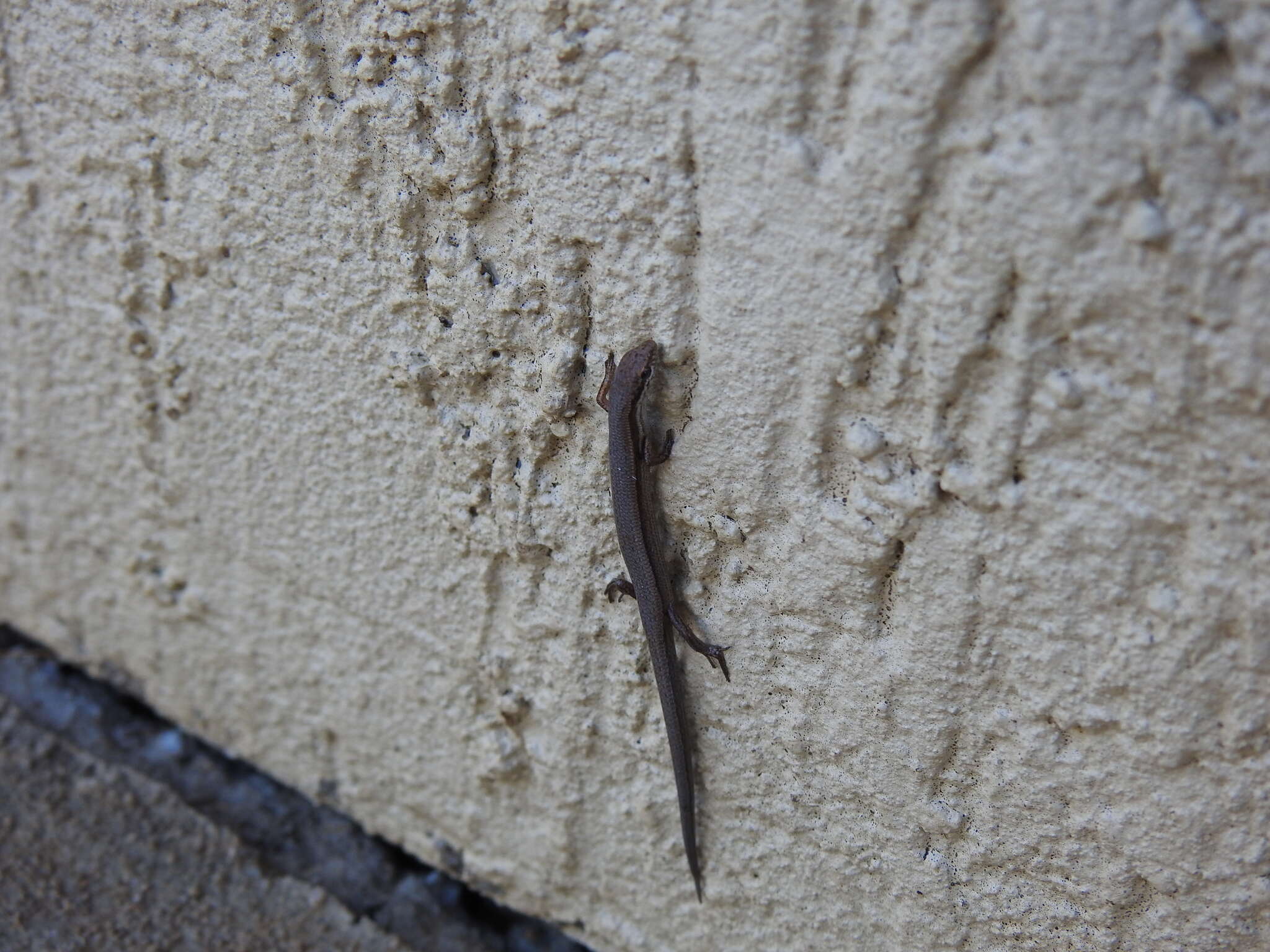 Image of Common Dwarf Skink