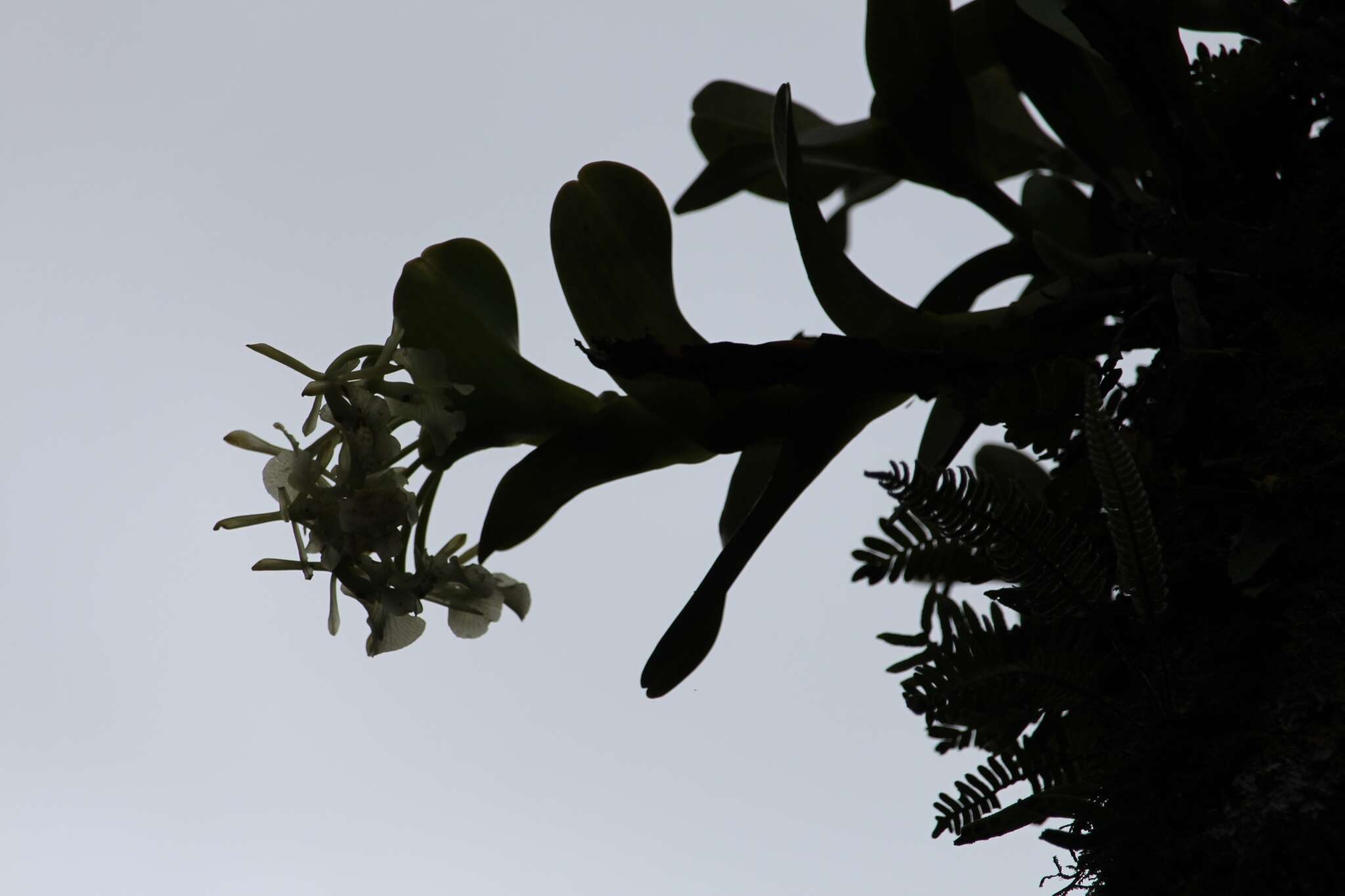 Image of Epidendrum barbeyanum Kraenzl.