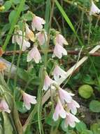 Image of Linnaea borealis var. borealis