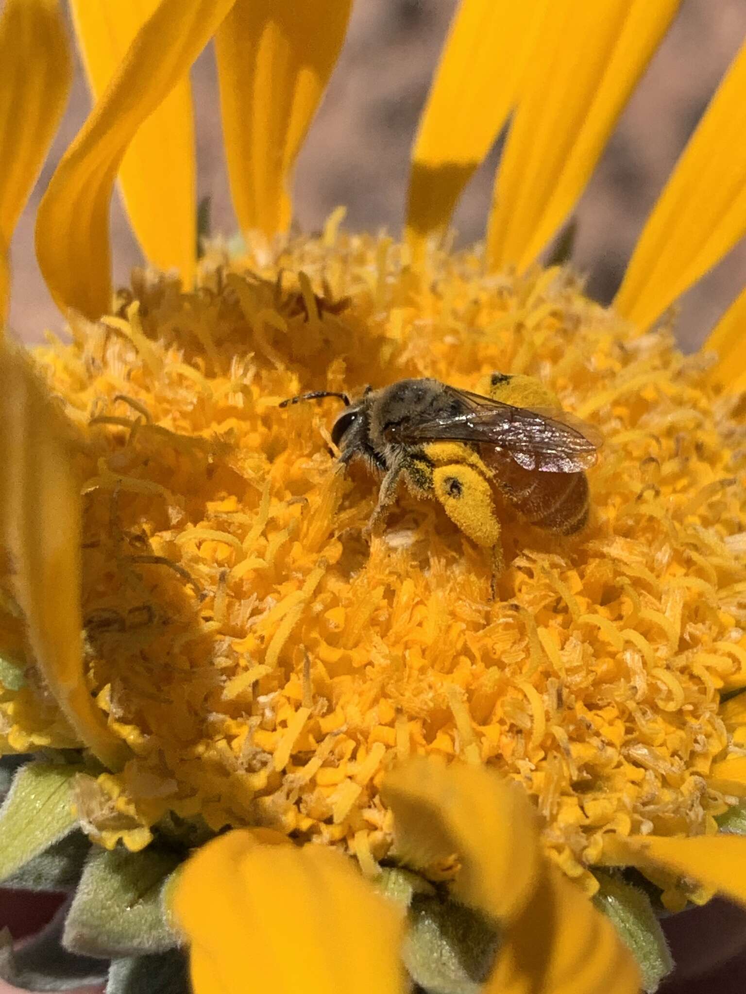 Image of Andrena balsamorhizae La Berge 1967