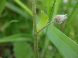 Слика од Myosotis arvensis (L.) Hill