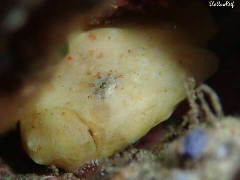 Image of Bandfin frogfish