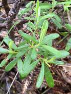 Image of Hibbertia furfuracea (DC.) Benth.