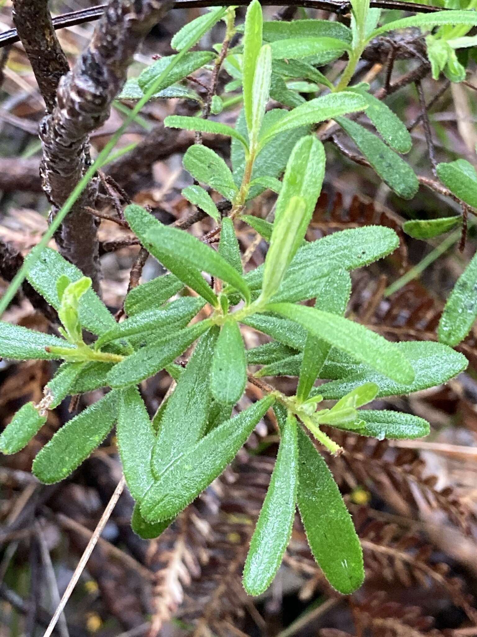 Image of Hibbertia furfuracea (DC.) Benth.