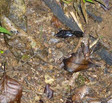 Image of Aglyptodactylus Boulenger 1918