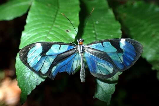 Image of Ithomia diasia hippocrenis Bates 1866