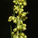 Image of Artemisia campestris subsp. canadensis (Michx.) Scoggan