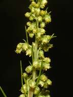 Image of Artemisia campestris subsp. canadensis (Michx.) Scoggan