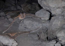 Image of Cozumelan golden bat