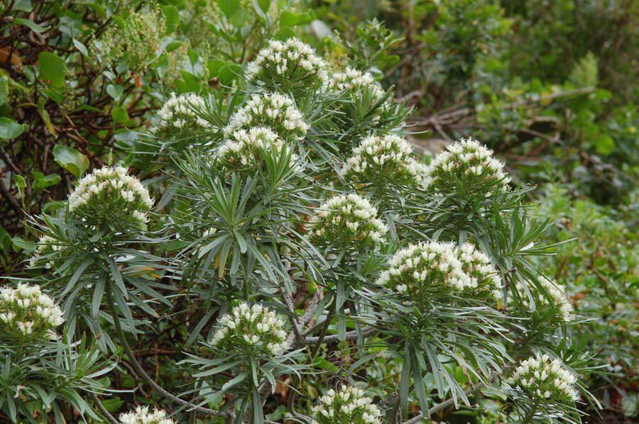 Image of Echium leucophaeum Webb ex Sprague & Hutchinson