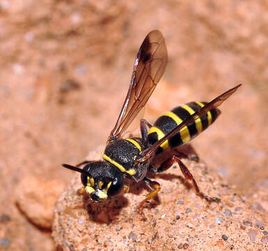 Image of Hoplisoides craverii (A. Costa 1867)