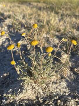 Plancia ëd Artemisia potentilloides var. nitrophila (Cronquist) C. R. Hobbs & B. G. Baldwin