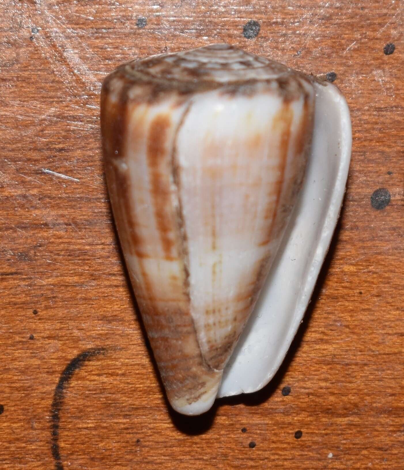 Image de Conus princeps Linnaeus 1758