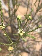 Image of Diosma ramosissima Bartl. & Wendl. fil.