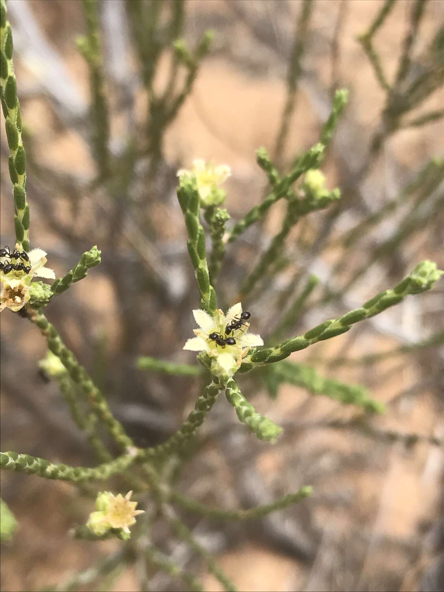 Image of Diosma ramosissima Bartl. & Wendl. fil.