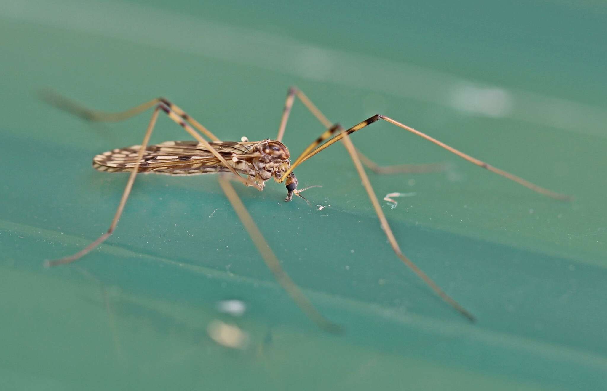 Image of Metalimnobia (Metalimnobia) quadrimaculata (Linnaeus 1760)