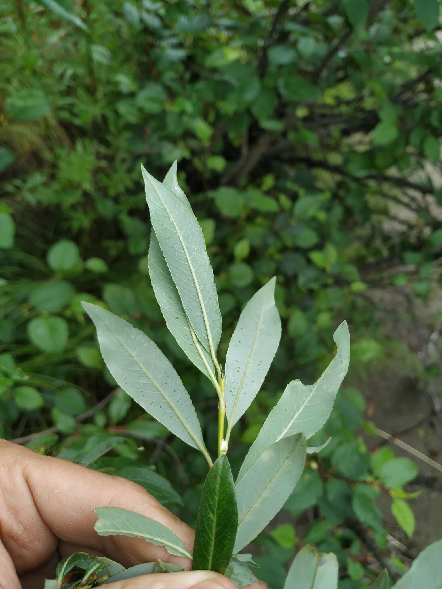 Salix divaricata Pall.的圖片