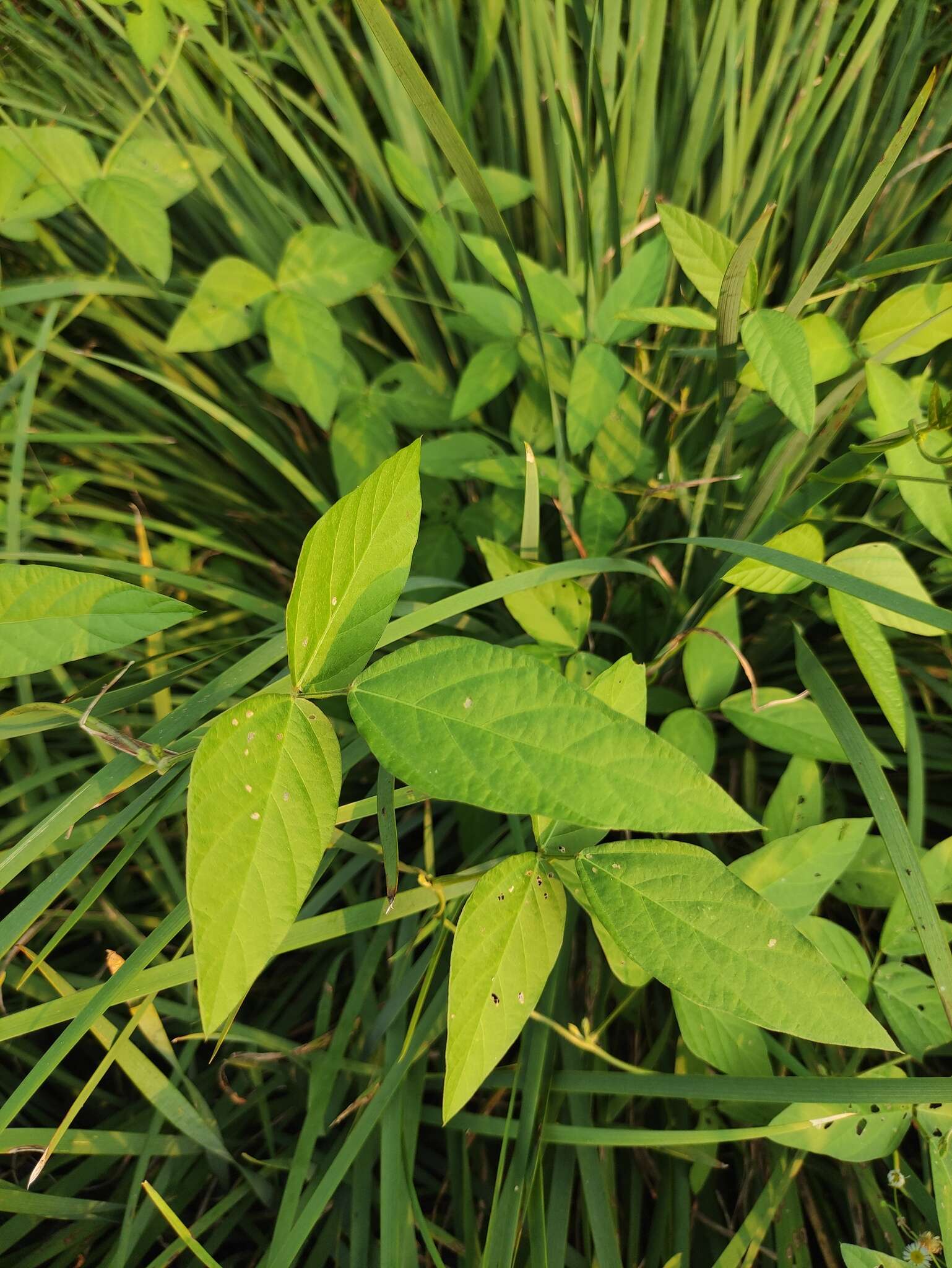 Image of Glycine max subsp. soja (Siebold & Zucc.) H. Ohashi