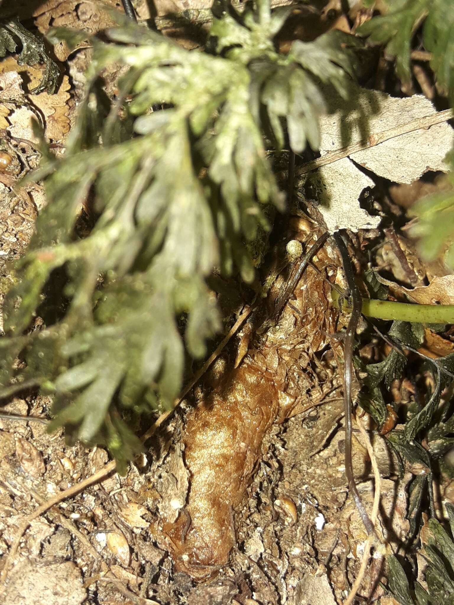 Image of Phymatosorus novae-zealandiae (Bak.) Pic. Serm.