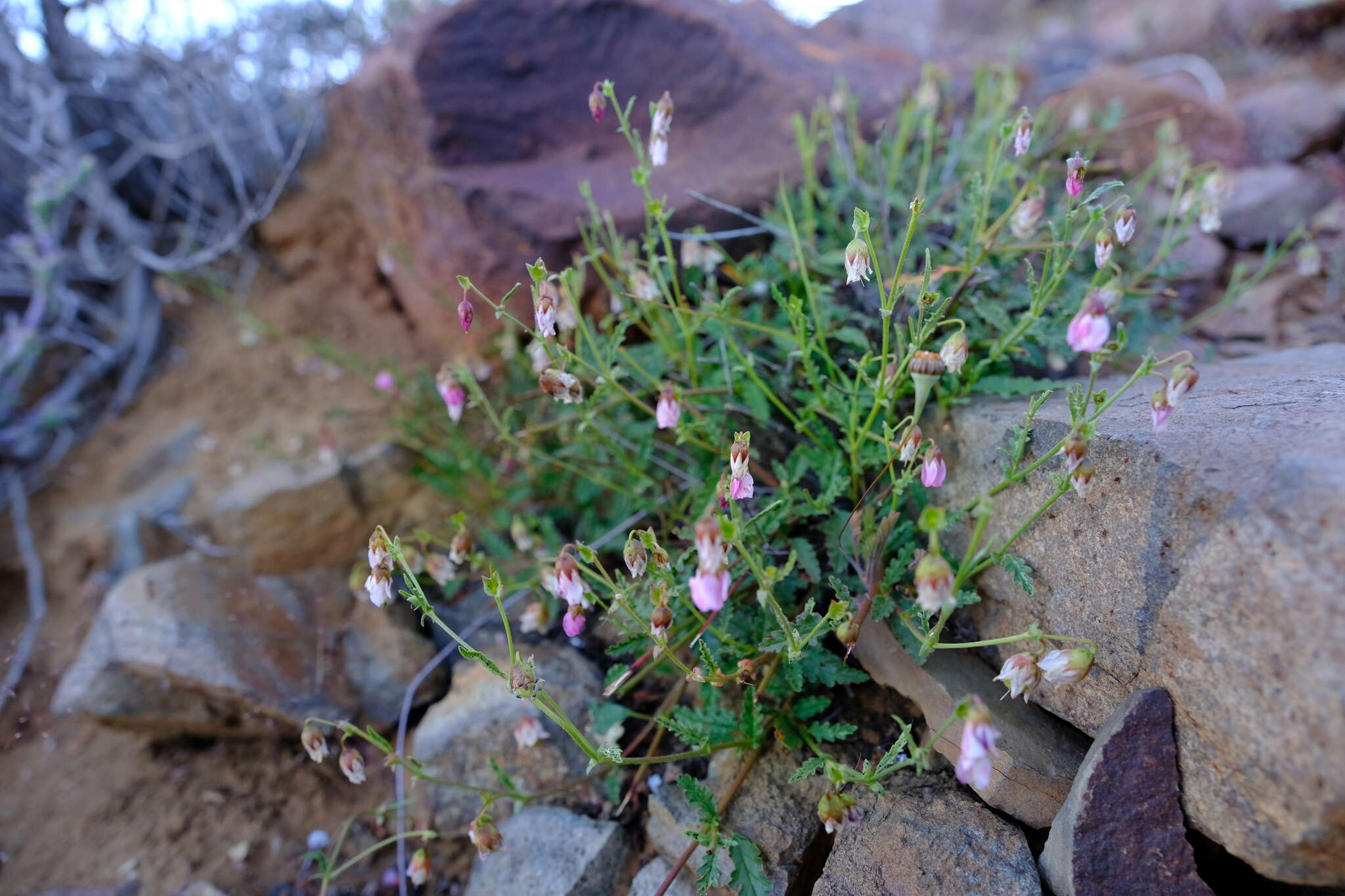 Image de Hermannia glabrata L. fil.