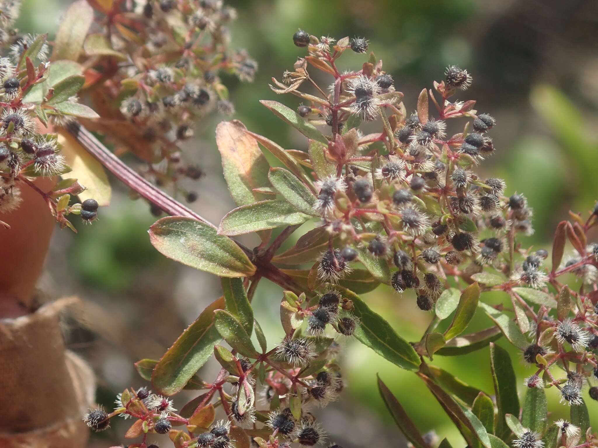 Image of Santa Catalina Island bedstraw