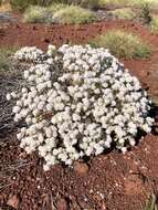 Image of Gomphrena cunninghamii (Moq.) Druce