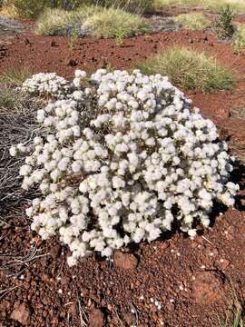 Image of Gomphrena cunninghamii (Moq.) Druce