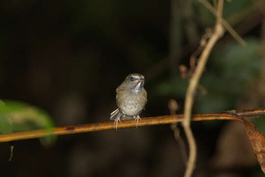 Image of White-gorgeted Flycatcher