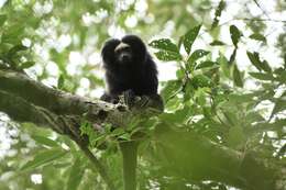 Image of golden-rumped lion tamarin