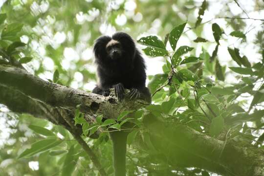 Image de Tamarin lion à croupe dorée