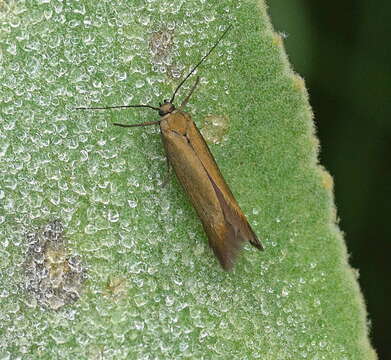 Image de Scythris obscurella Scopoli 1763