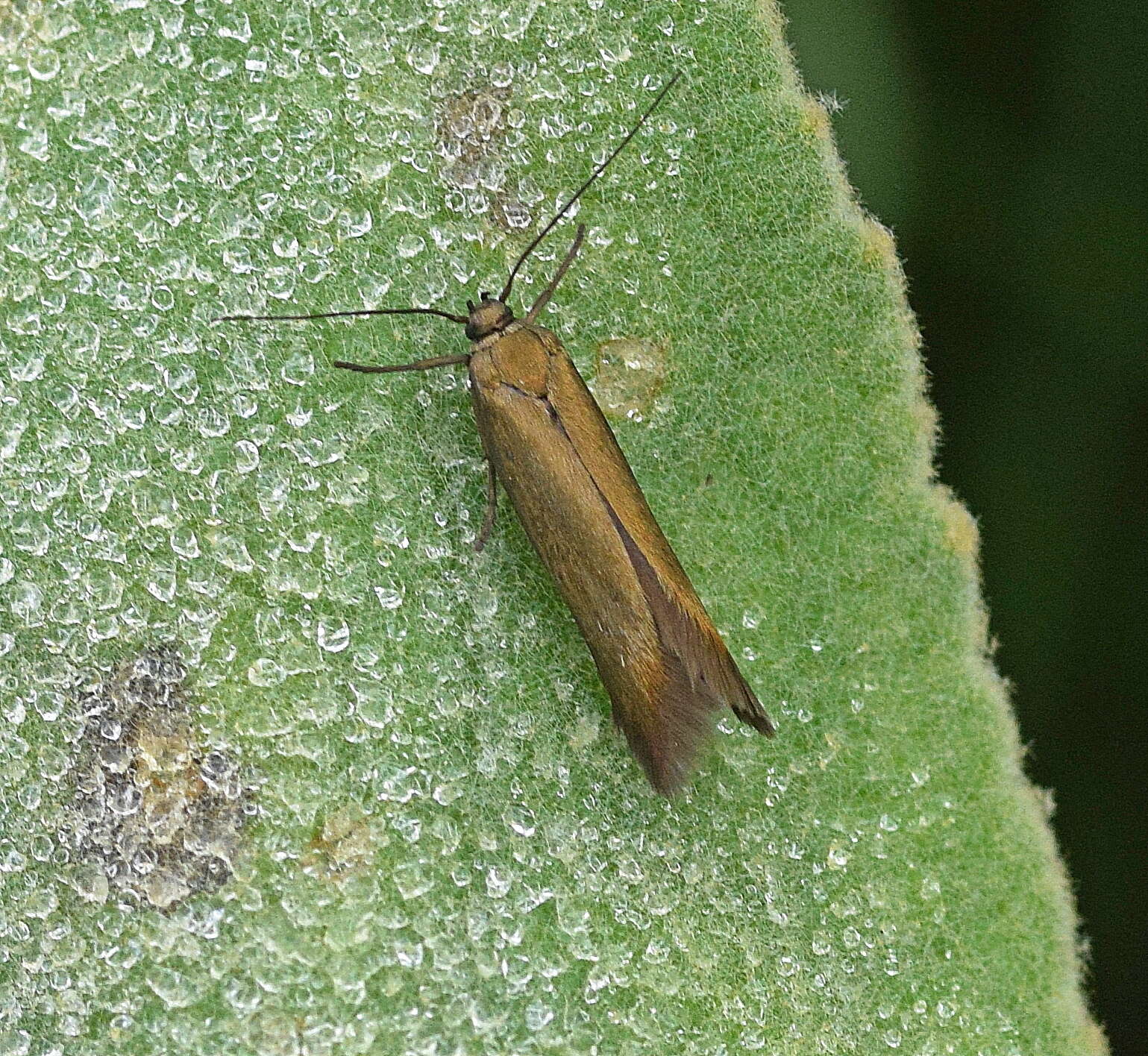 Imagem de Scythris obscurella Scopoli 1763