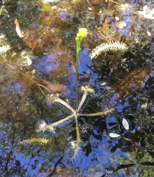 Image of Swollen Bladderwort