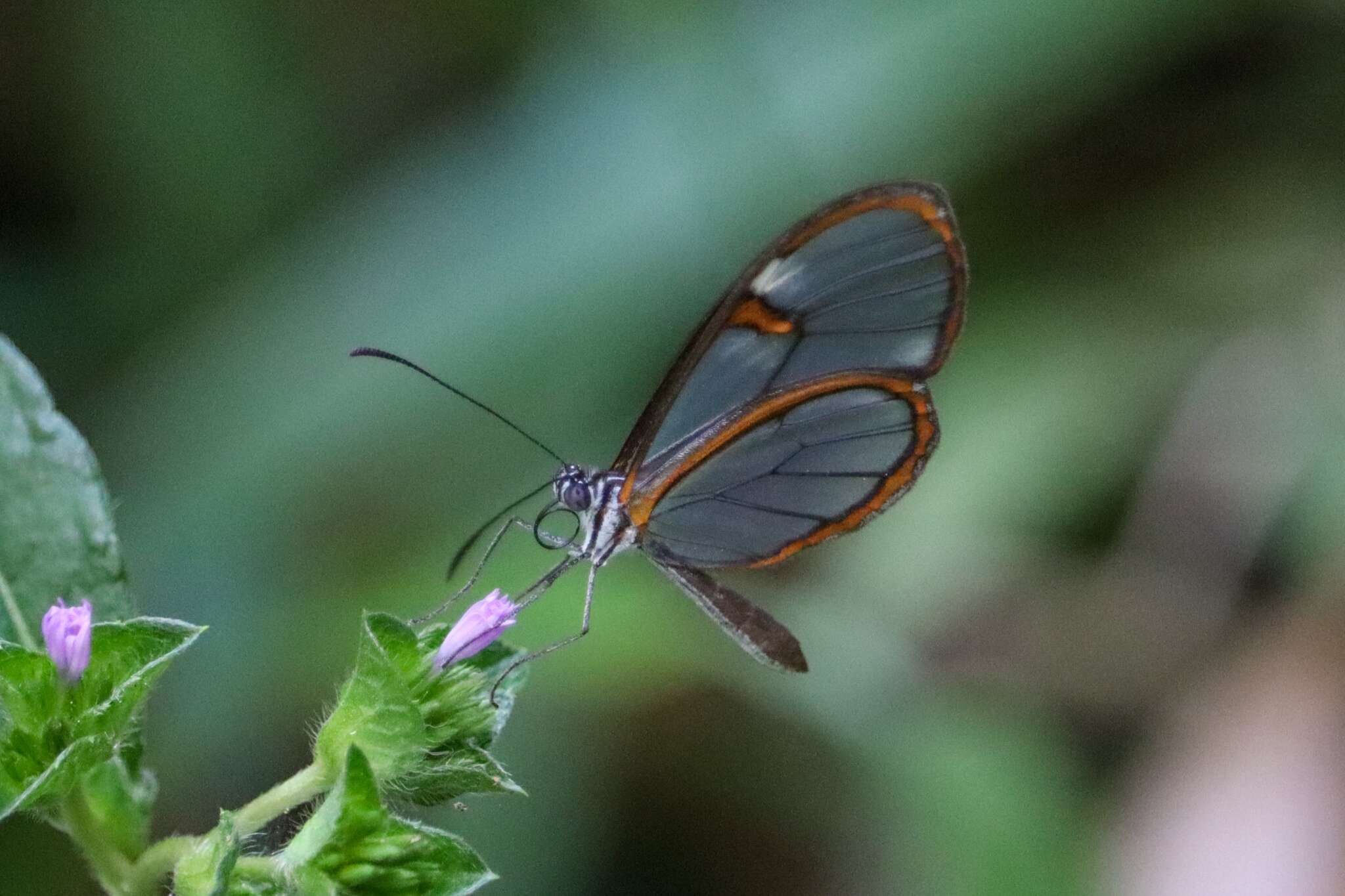 Sivun Pteronymia carlia Schaus 1902 kuva