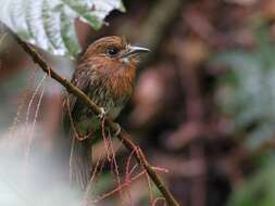 Image of Moustached Puffbird