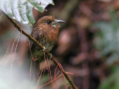 Image of Moustached Puffbird