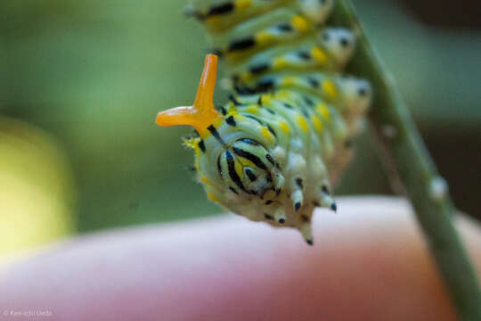 Image of Anise Swallowtail