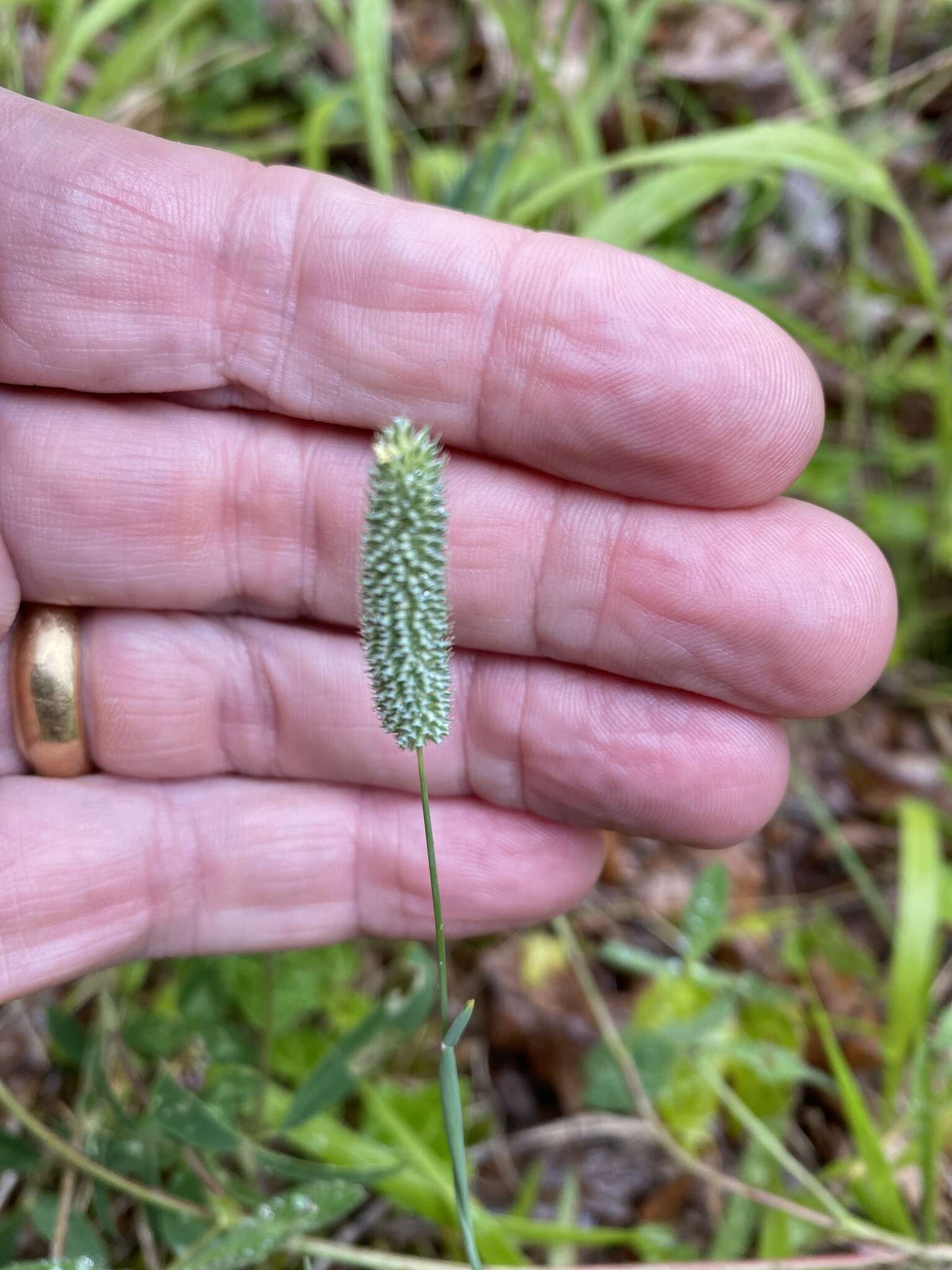 Image of Phleum bertolonii DC.