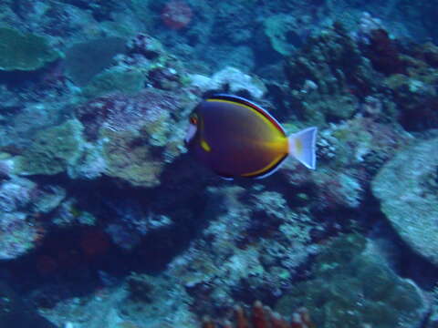 Image of Japan surgeonfish