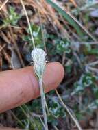 Imagem de Antennaria suffrutescens Greene