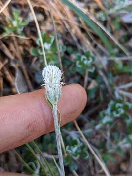 Imagem de Antennaria suffrutescens Greene