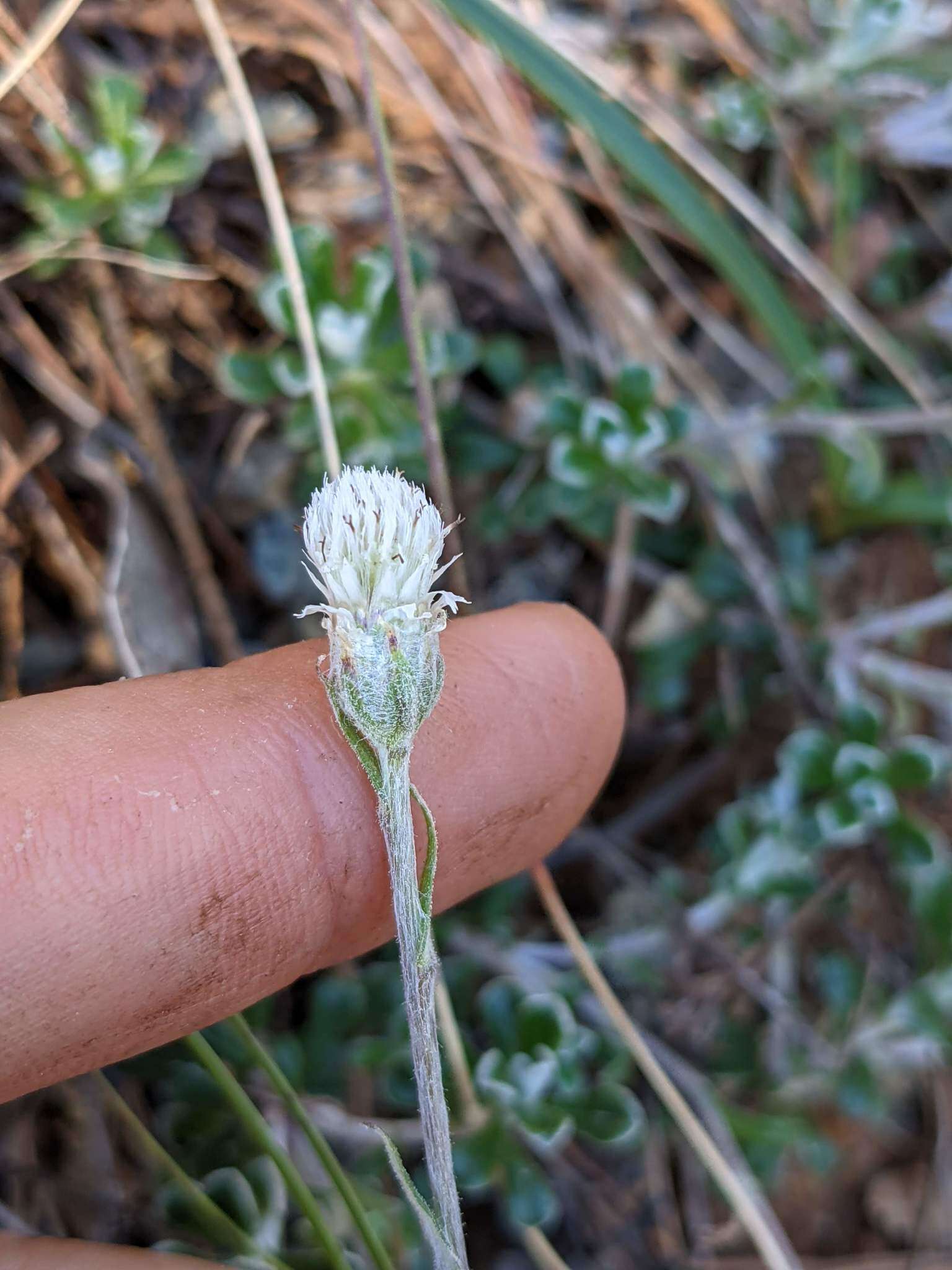 Image de Antennaria suffrutescens Greene