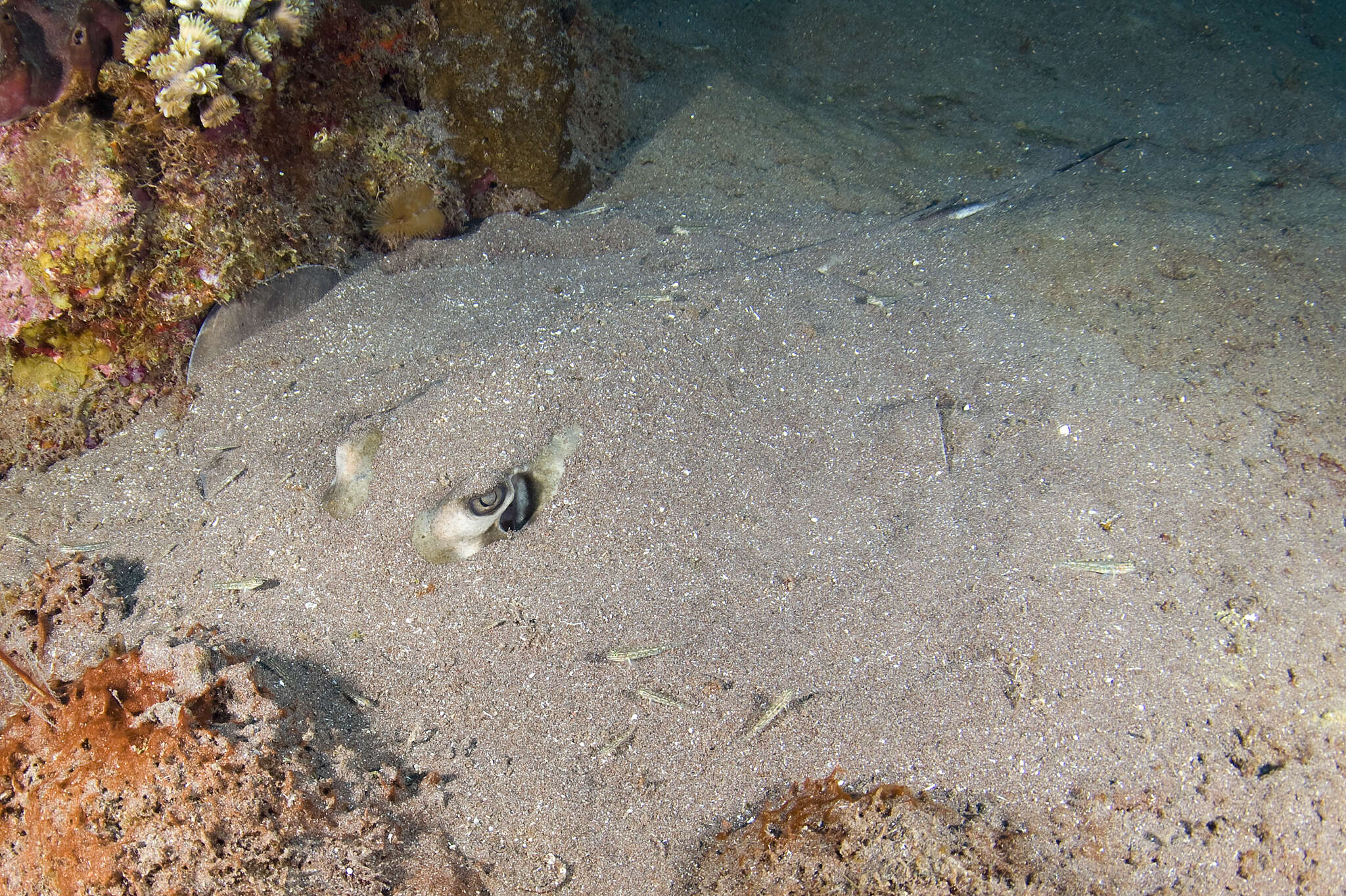 Image of Southern stingray